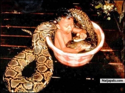 nice pet