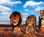 cat family