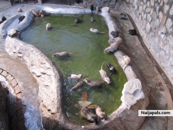 at the zoo