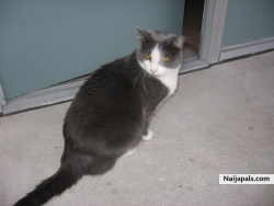 My Kittie