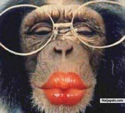 baed monkey