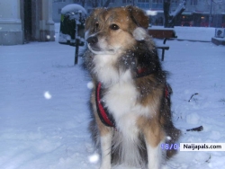 My DOG Timothy playing in the snow 2012