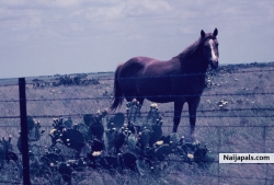 my horse many years ago, she is long gone now