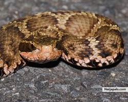 pit viper