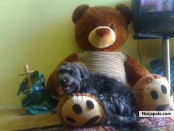 My lil furry family