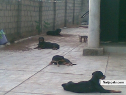 My dogs