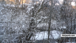 Trees frozen
