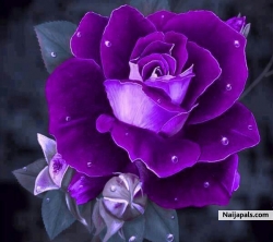 purple my favorite color 💜 