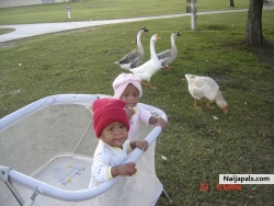 the duck pond