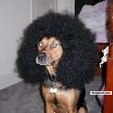 one of my dogs i capture from naijapals confession room