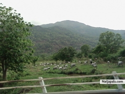 Cattle grazing on route to the Ranch, Obudu, Cross River State
