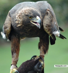 rugged golden eagle