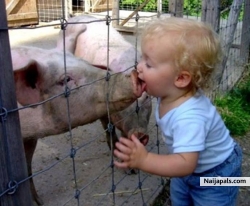 How to catch swine flu