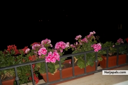 ego (forteta)