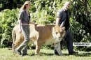 Thats the cross breed of a Lion and a Tiger. Called LIGER