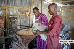 helping process gold rice. 