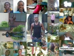 my picassa