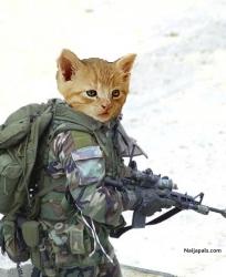 combatant cat
