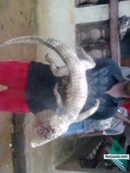 crocodie
