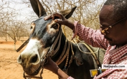 Naijapals Animals Doctor Checking my Donkey
