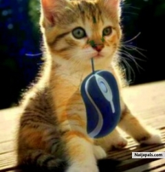Is my cat