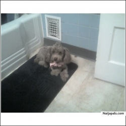 my gorgeous dog sasha lol