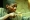 Nilotic