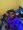 Swazzydonjay