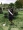 amdius