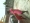 Pricilla