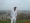 abubshaw
