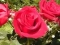 Luv. is the elexir of Life