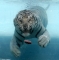 THE TENACIOUS TIGER
