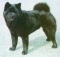 my chow chow