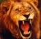 i am d king