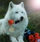 Symbol of true Love