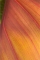 Hawaiian botanical