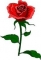 Is for love to you my dear