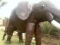 elephant jump start