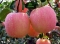Sweet Apples