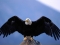 I am an Eagle