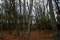 backyard in the fall