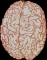 MALE BRAIN