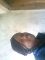 Luvly koru