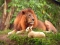 lion & lamb .j pg