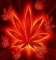 wat de caribbean weed look like hot stuff