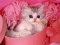 very cute