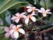 frangipani flower