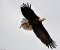Eagles wings