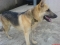 my DOG